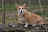 CORGI PEMBROKE 1371